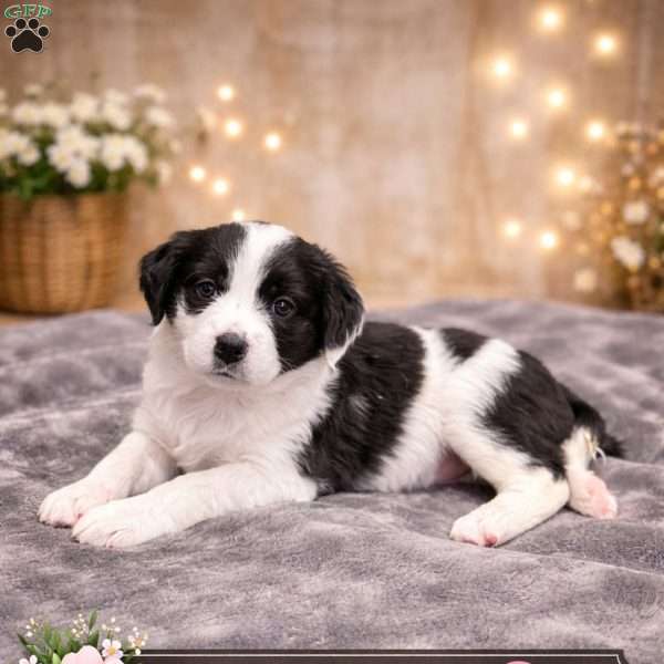 Callie, Border Collie Mix Puppy